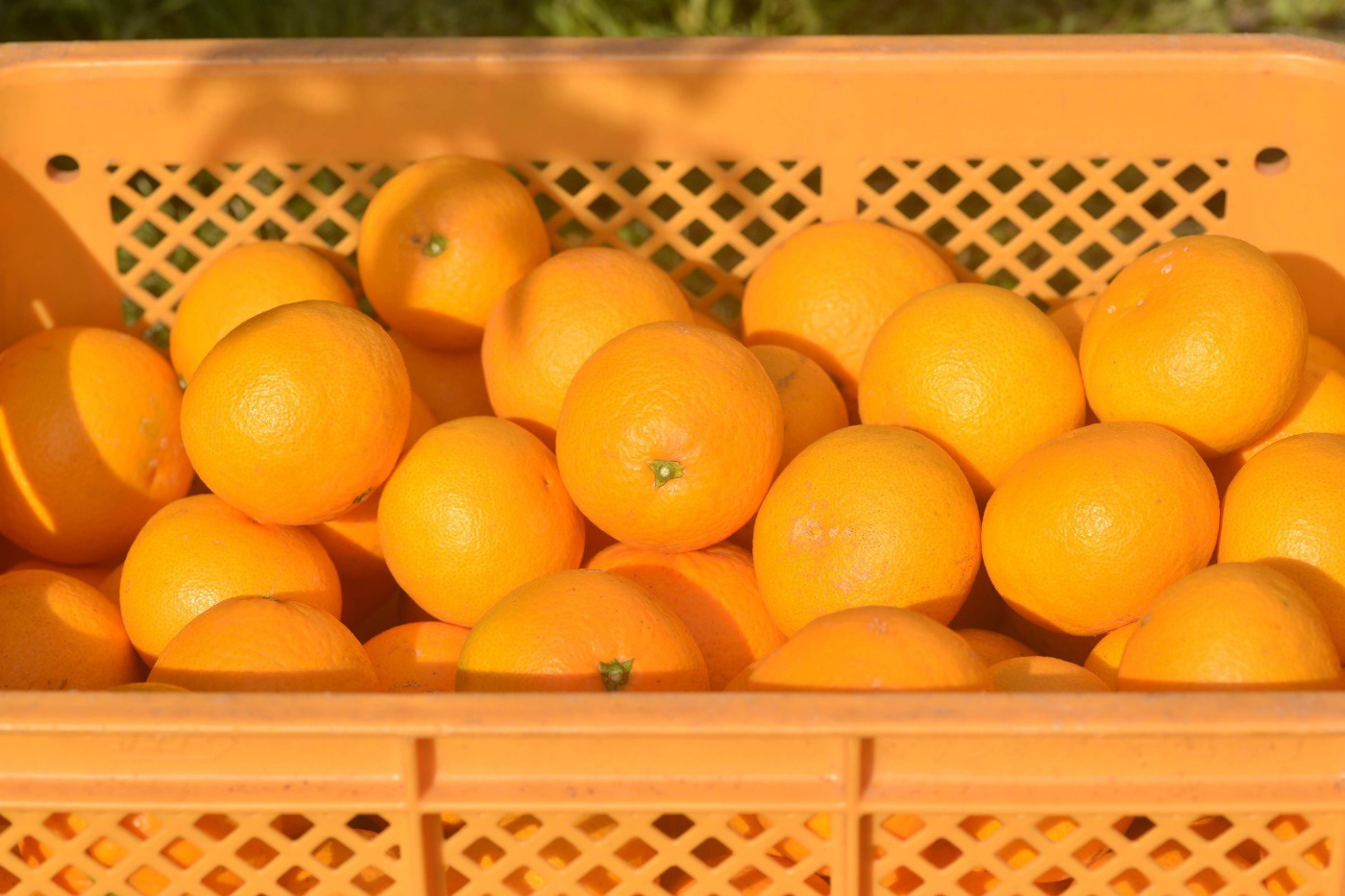 香川県では少量でも多品種の柑橘が栽培・流通している