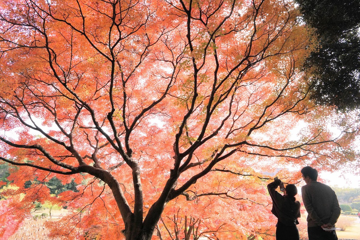 栗林公園の紅葉