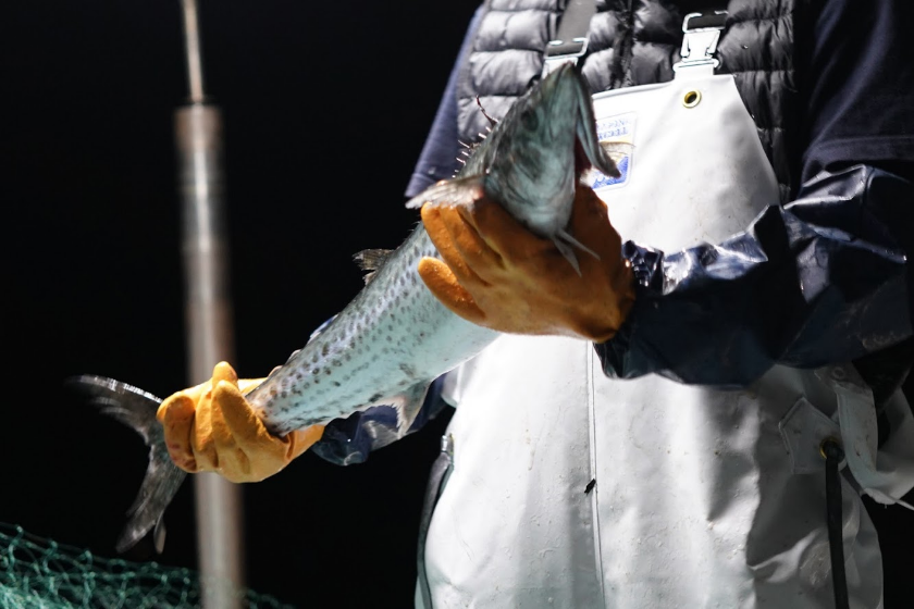 瀬戸内海のサワラ