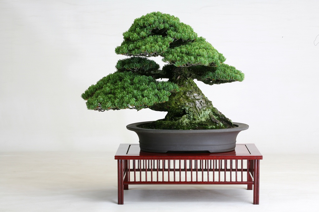 盆栽は日本の伝統文化の一つで「生きる芸術」
