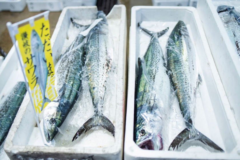 Tag Archive for Spanish Mackerel