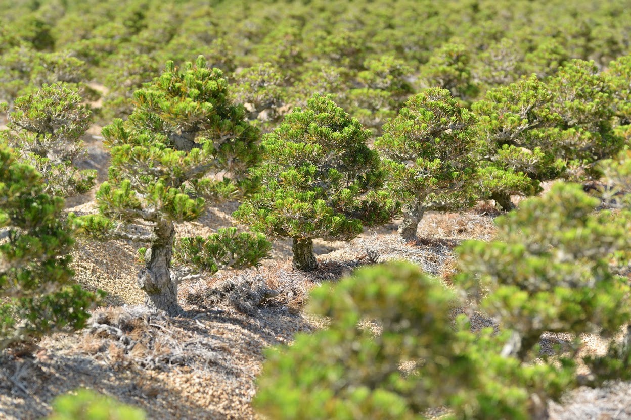 大きなブロッコリーのようなものが均等に植えられている独特の景観はすべて「松」