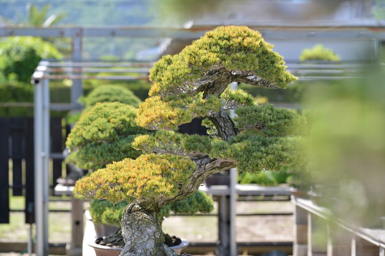 高松には、世界中の人を惹きつけて止まない芸術文化「盆栽」の聖地がある