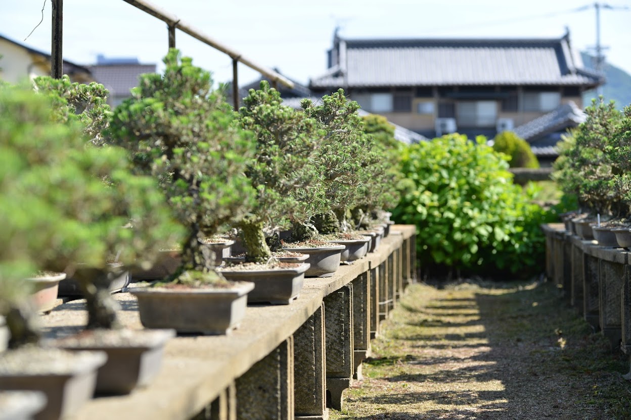 高松は、盆栽の中で最もポピュラーな「松盆栽」の一大生産地