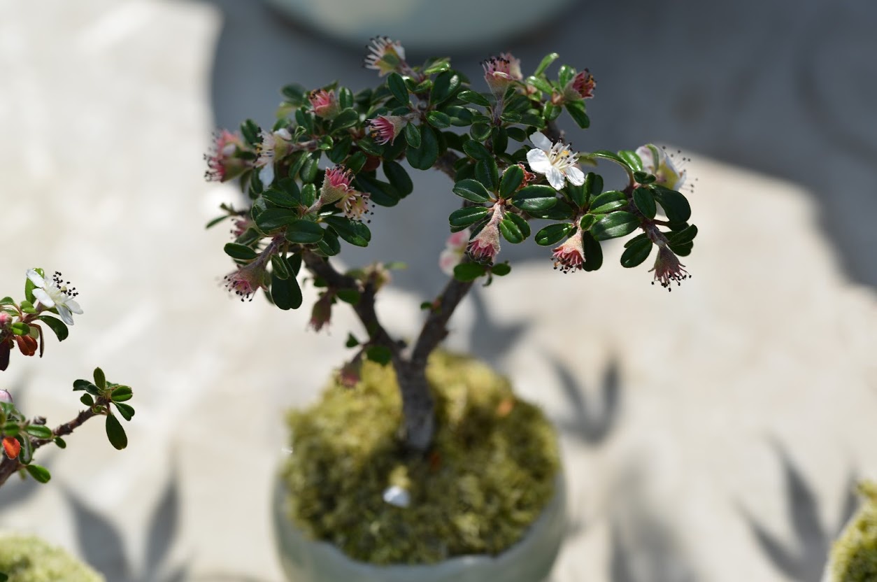 「盆栽」とは自然の風景を小さな鉢の中に表現し、それを観賞する日本の芸術文化のひとつ