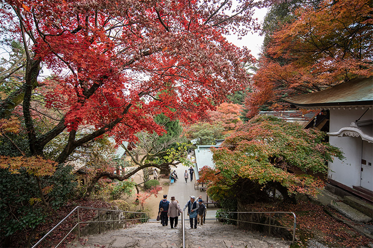 秋の高松で見たい！ハズせない定番と次に行きたい紅葉 全5選