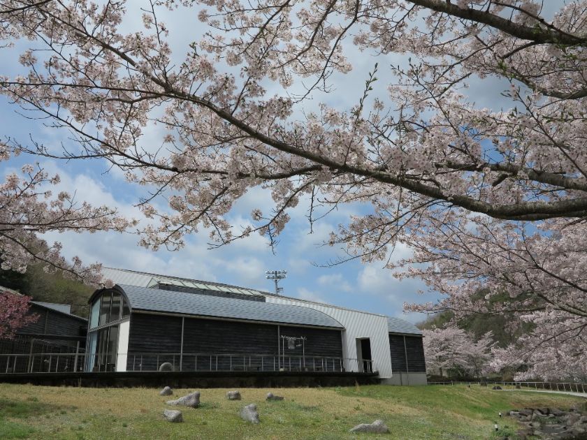 塩江美術館の桜