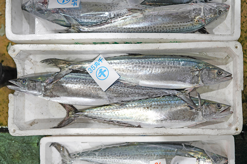 Spring Always Begins With Spanish Mackerel In Setouchi What Is The Exclusive Special Here Travel In Takamatsu Experience Takamatsu