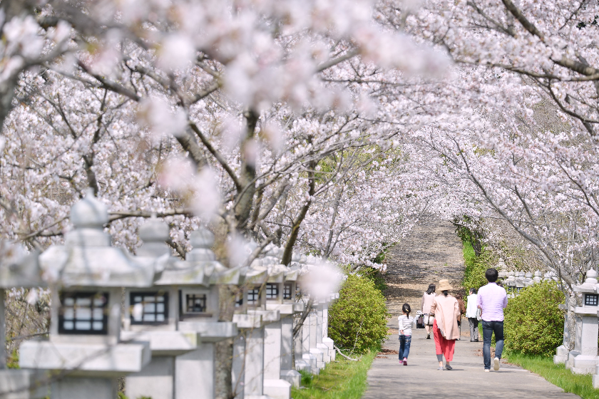 高松市の桜の名所　竜桜公園