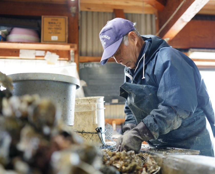 水揚げしたかきの殻についたフジツボや海藻を落としている様子