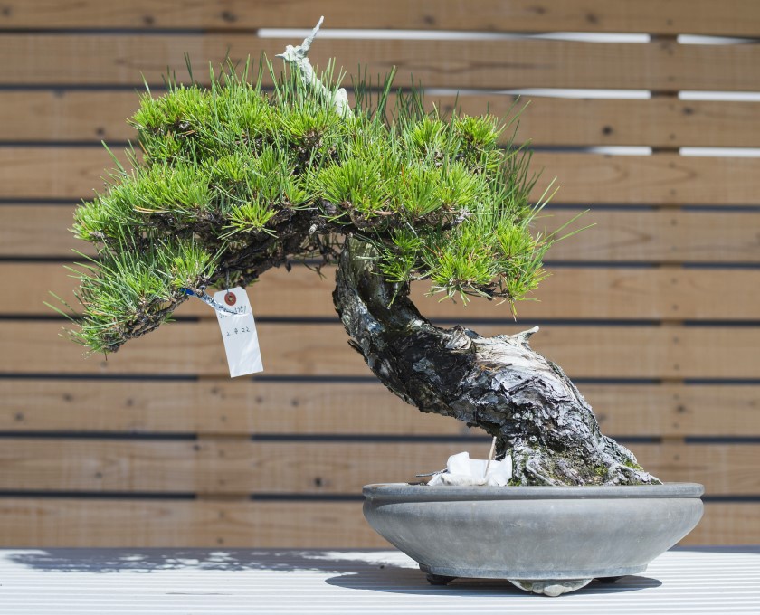 「高松盆栽の郷」山の木の黒松