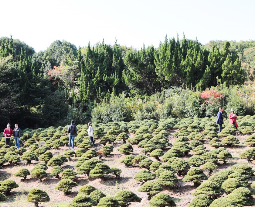 高松商工会議所が展開する「THE FIRST BONSAI EXPERIENCE」北谷養成園