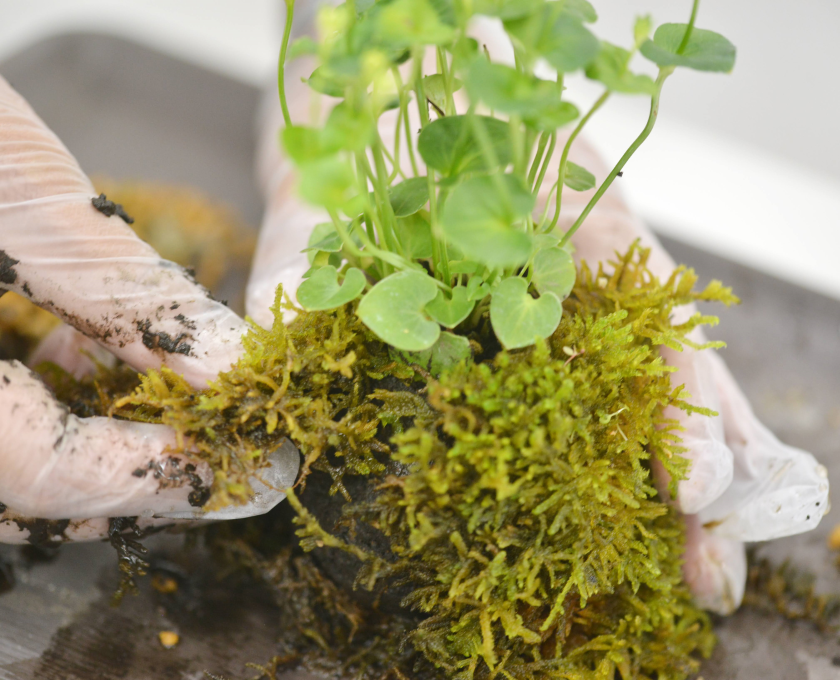 高松盆栽の郷で苔玉作りの体験