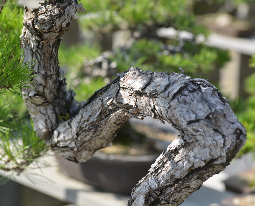 「高松盆栽の郷」山の木の黒松