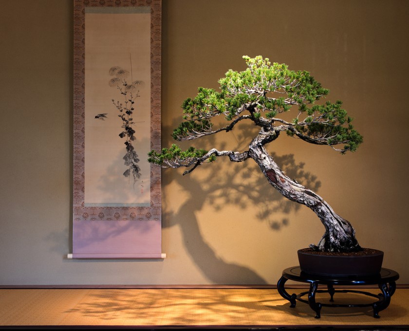 高松商工会議所が展開する「THE FIRST BONSAI EXPERIENCE」花澤明春園