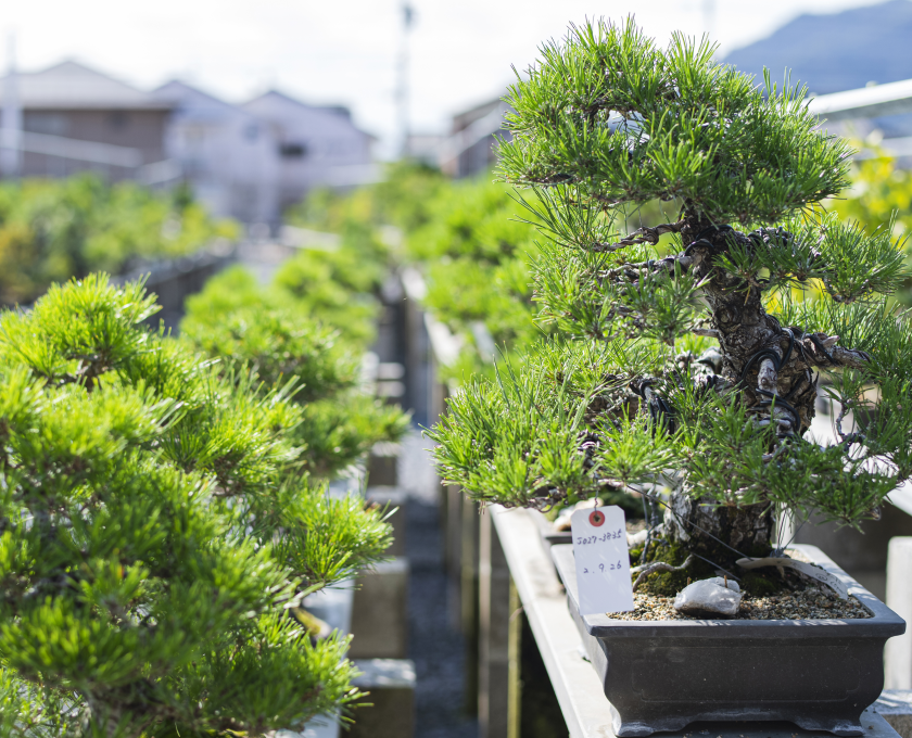 高松盆栽の三大品種の黒松・五葉松・錦松が並ぶ盆栽の棚場