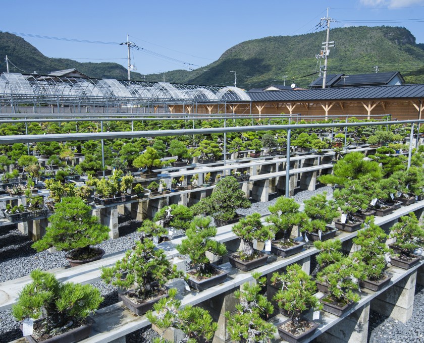 10,000点もの盆栽が並ぶ「高松盆栽の郷」