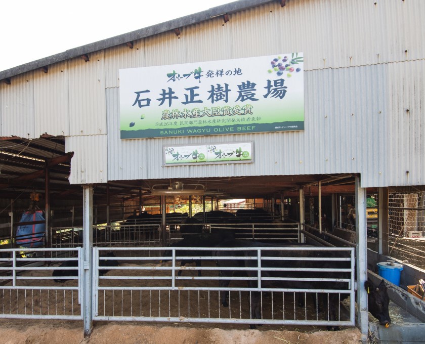 オリーブ牛が飼育されている石井正樹農場