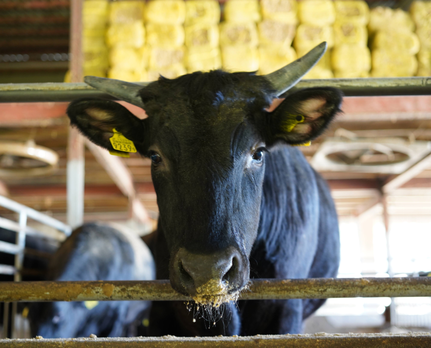 香川県小豆島で飼育されるオリーブ牛