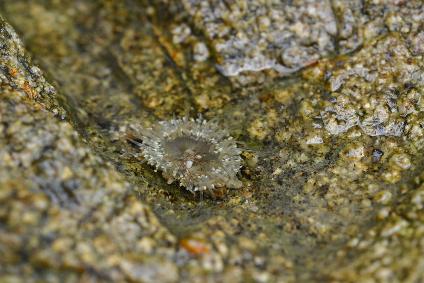 潮の満ち引きによってできる潮だまりは生き物の宝庫