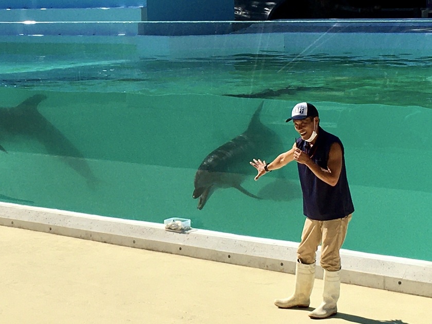 新屋島水族館　イルカライブ