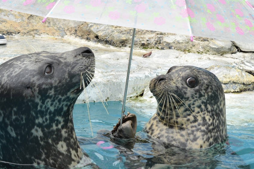 新屋島水族館　傘をさすアザラシライブ